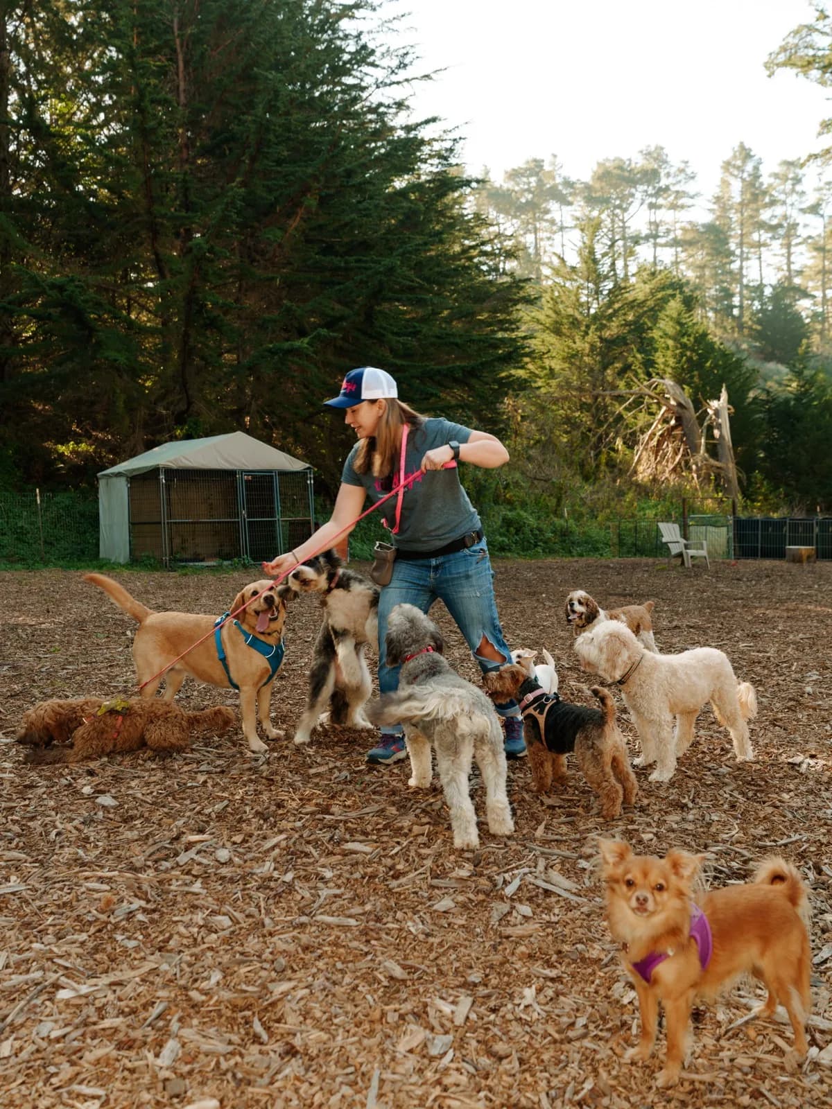 A Top Dog SF handler with a pack of dogs at the Montara ranch
