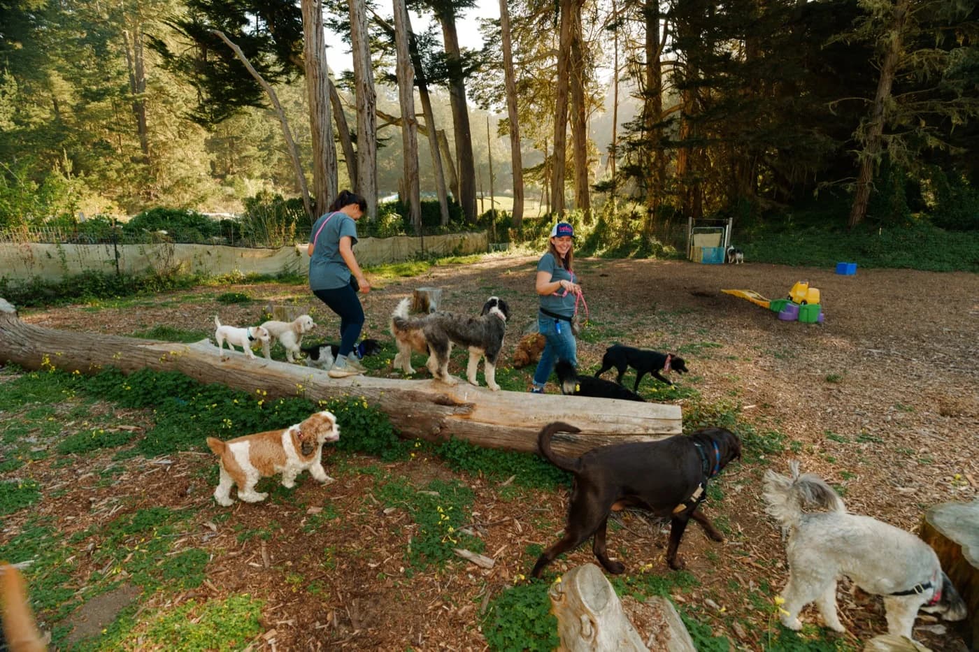 Two Top Dog SF walkers leading a group of dogs along a log at the Montara ranch