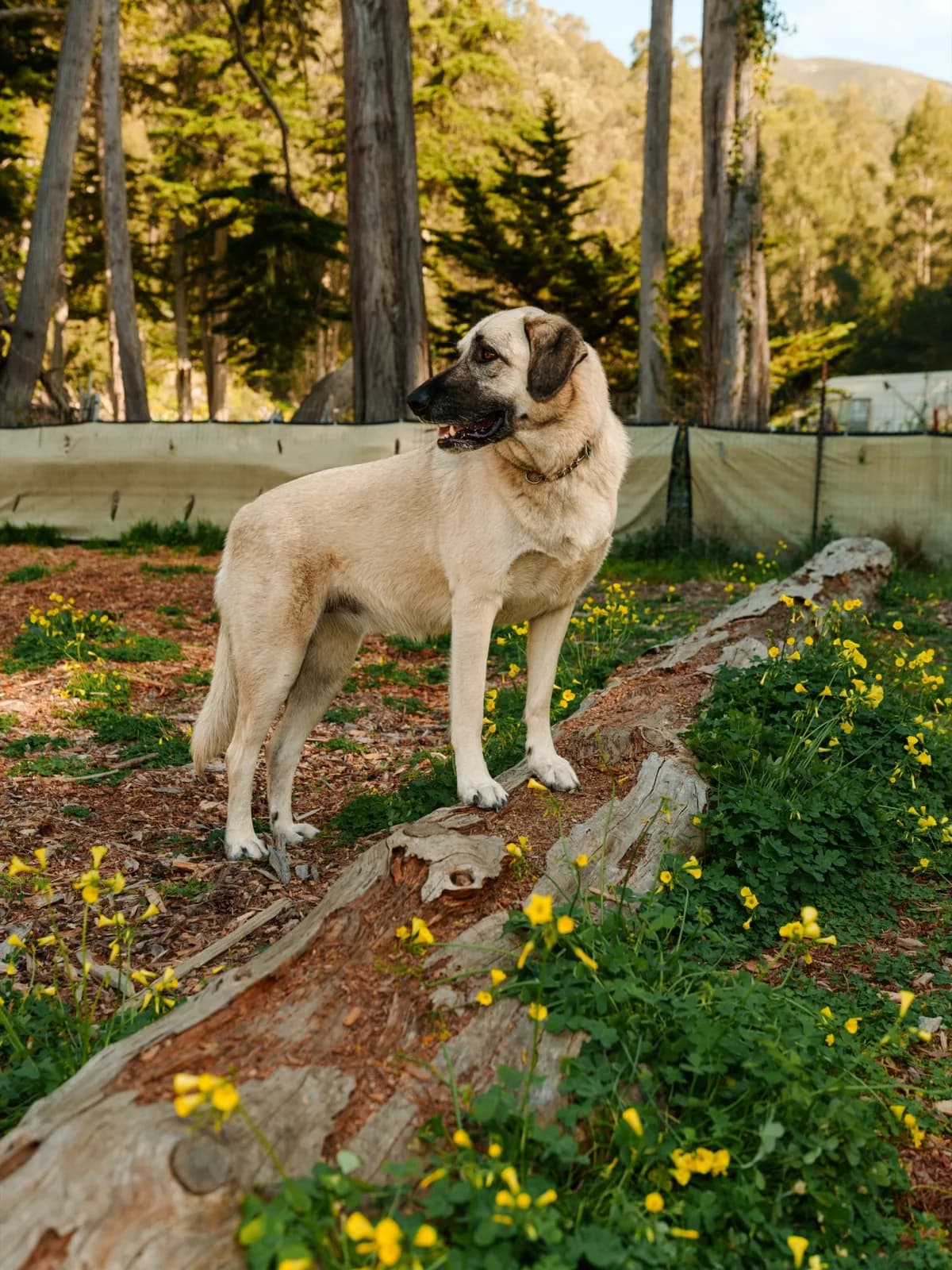 A dog standing on a fallen log among wildflowers at the private ranch in Montara