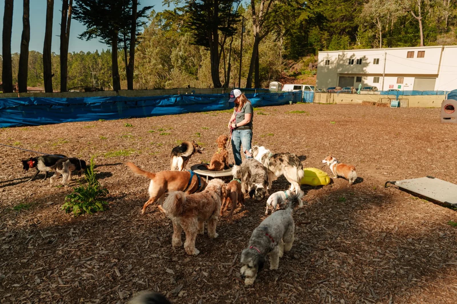 A group of dogs and their handlers at the Top Dog SF ranch in Montara