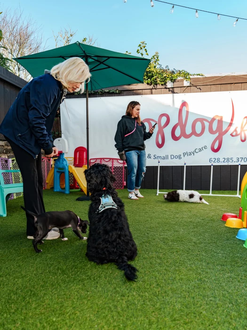 Small dogs playing in the outdoor PlayCare yard
