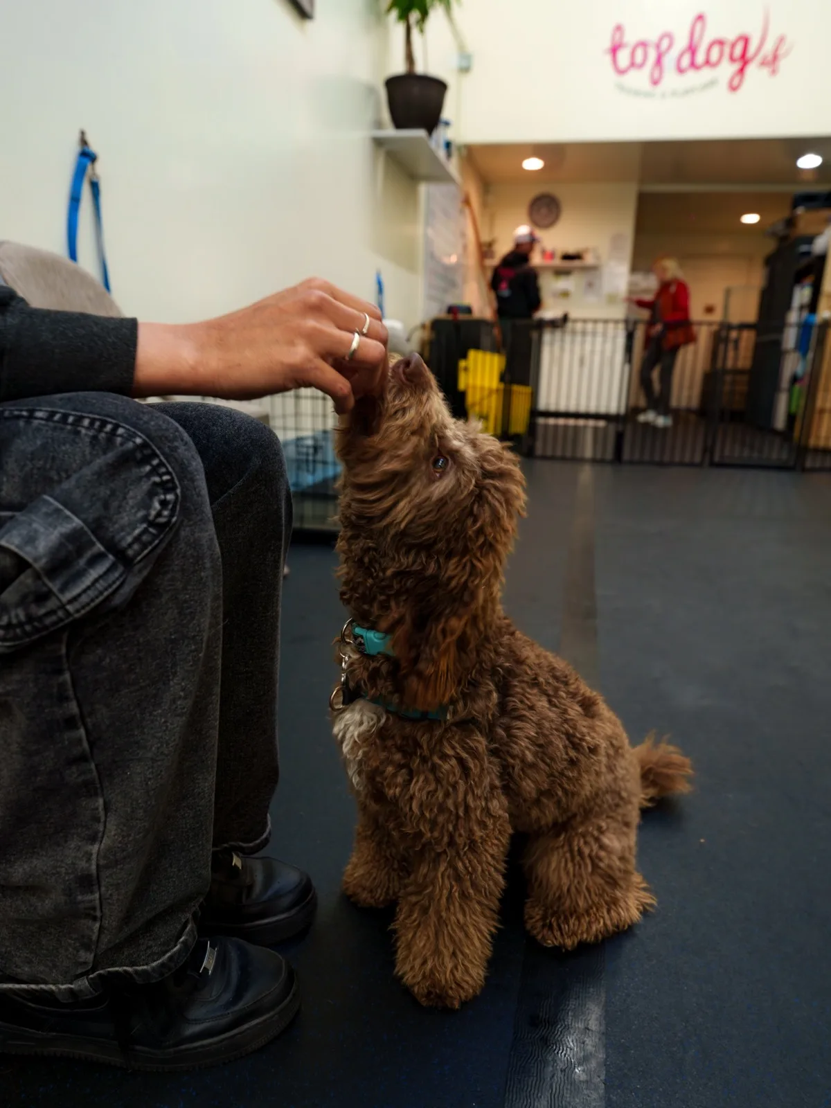 A Top Dog SF trainer luring a puppy into a sit during class
