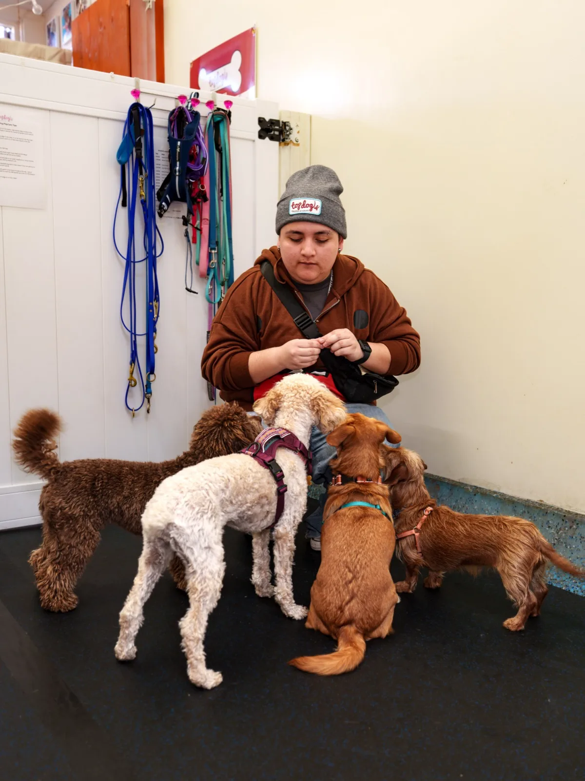Happy puppies playing together in a supervised social environment