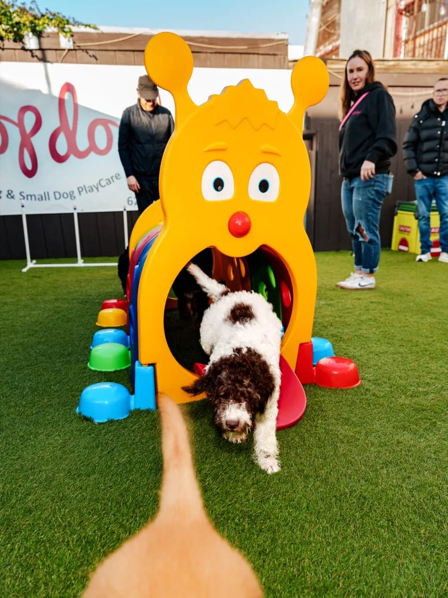 Puppy running through a colorful tunnel during social play