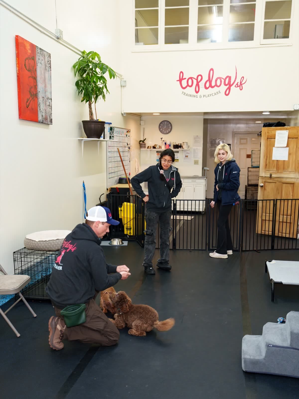 A Top Dog SF trainer kneeling with a curly-coated dog on the training floor while two staff look on