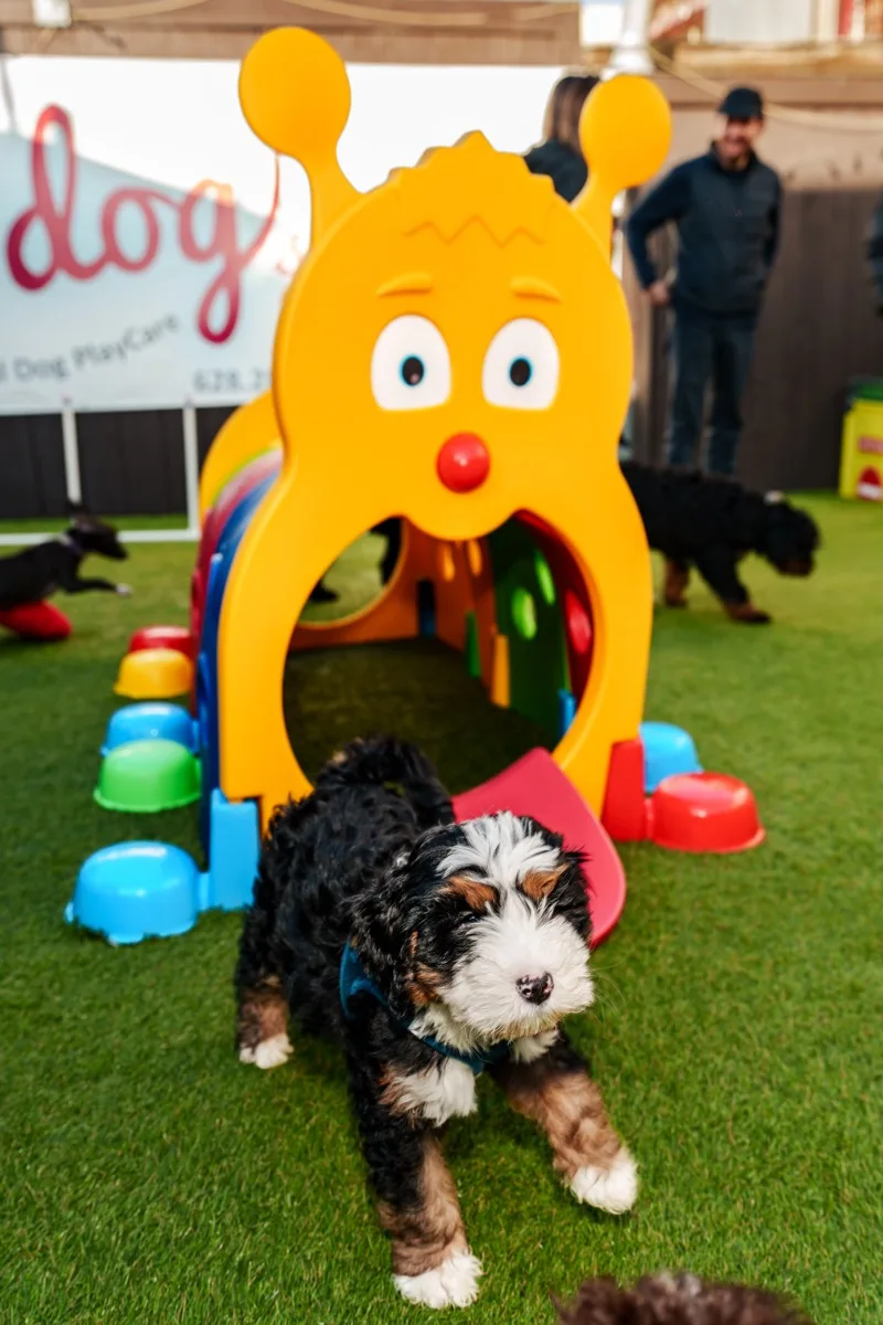 Curly small dog at PlayCare