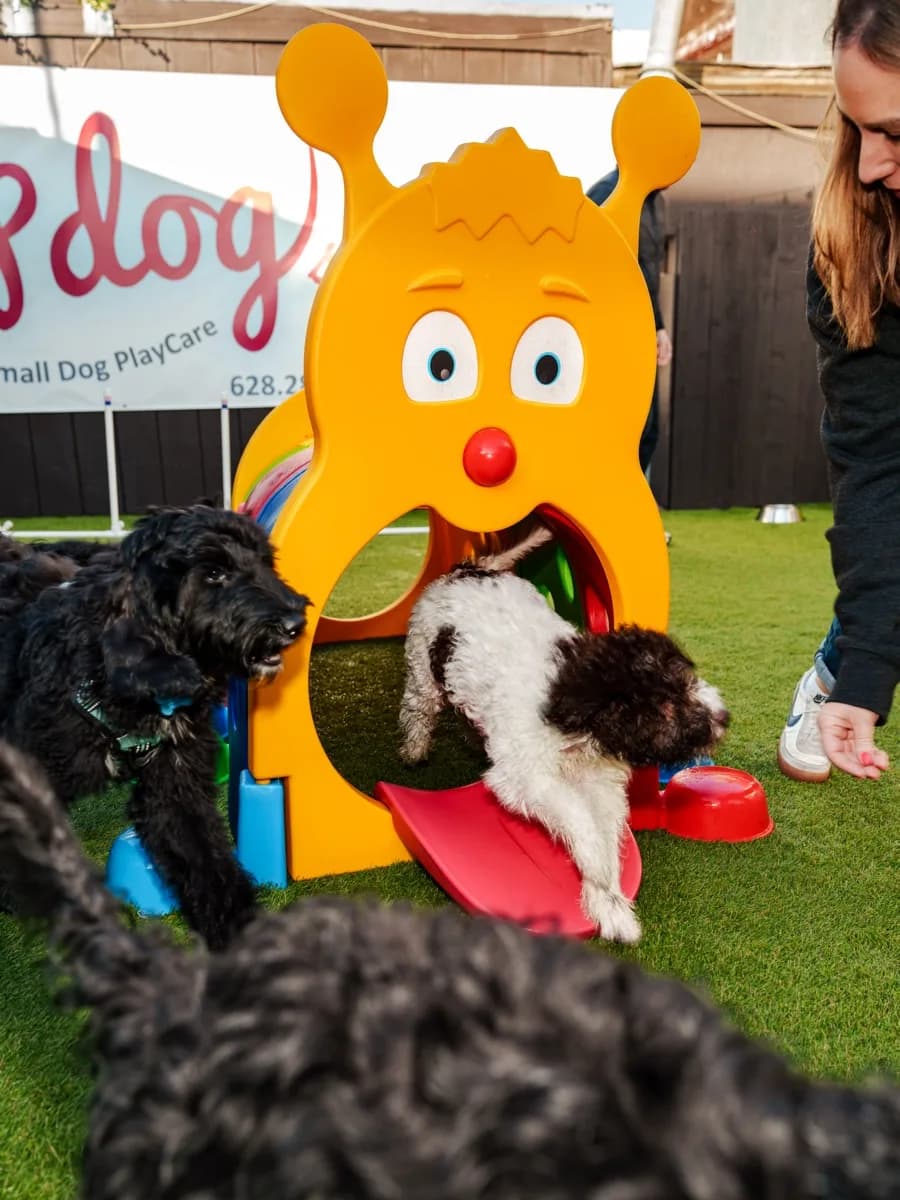 Fluffy pup enjoying socialization
