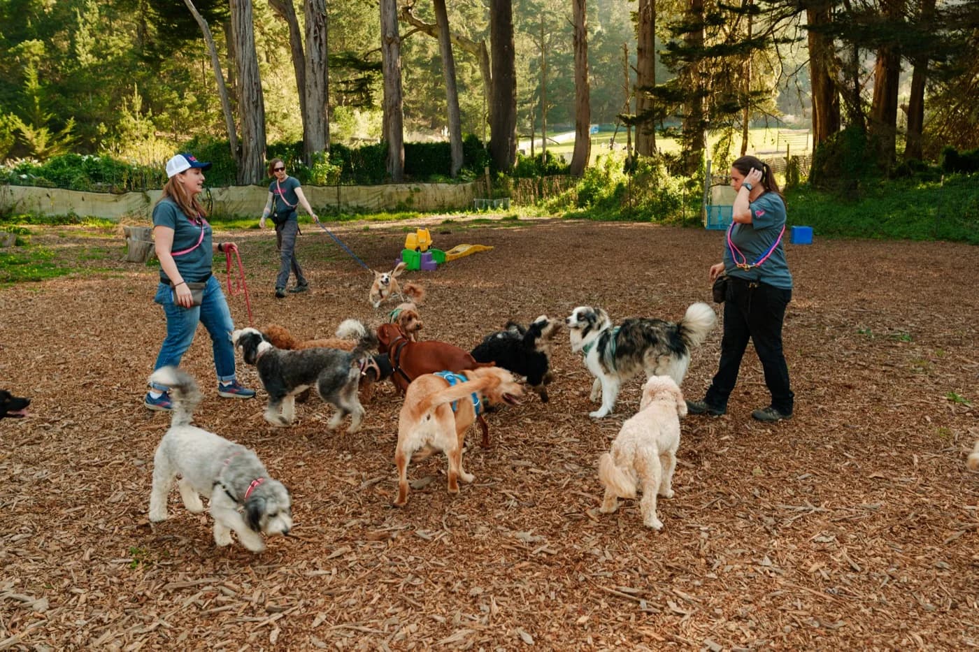 Off-leash play across the fenced ranch field, dogs and handlers under the tree line