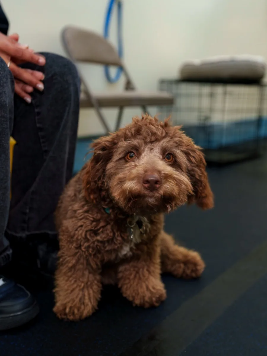 A doodle puppy up close outside the Top Dog SF storefront