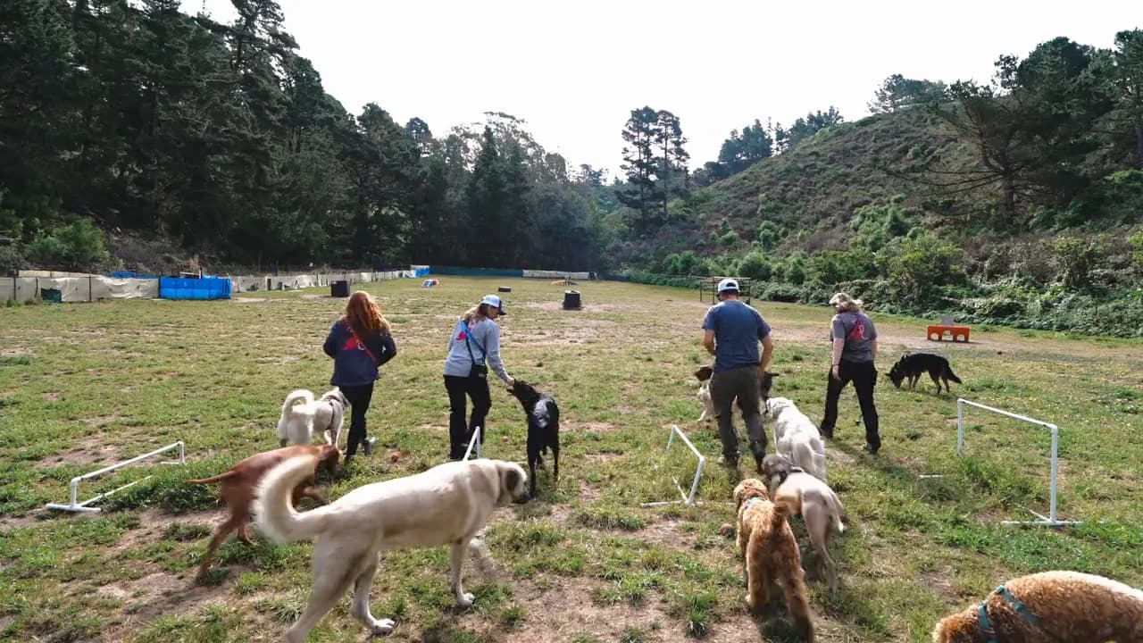 Handlers walking a mixed pack of dogs across an open grassy field below wooded hills