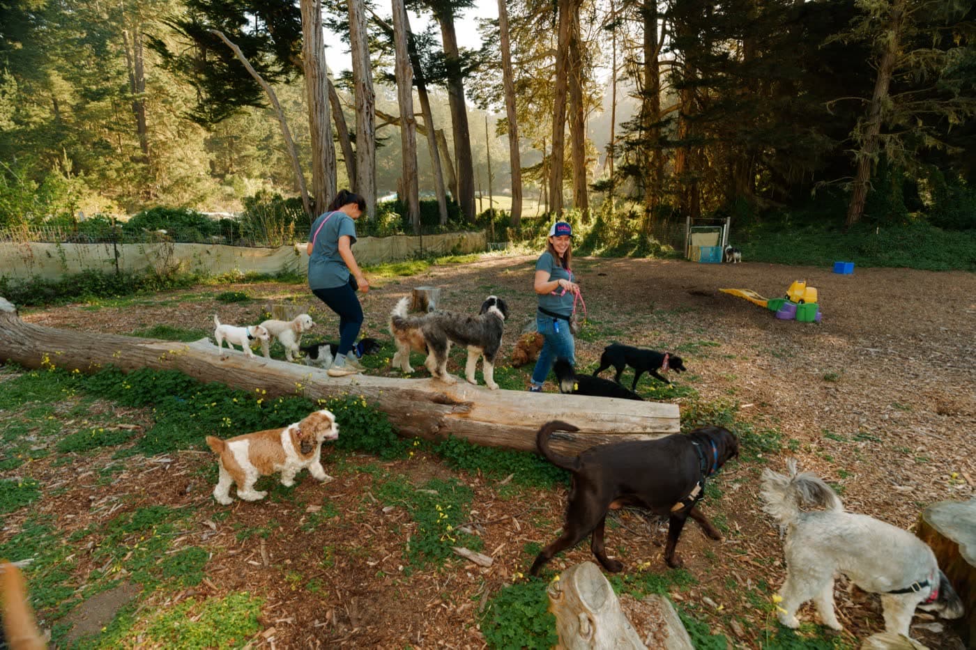 Dogs hiking off-leash on an open trail