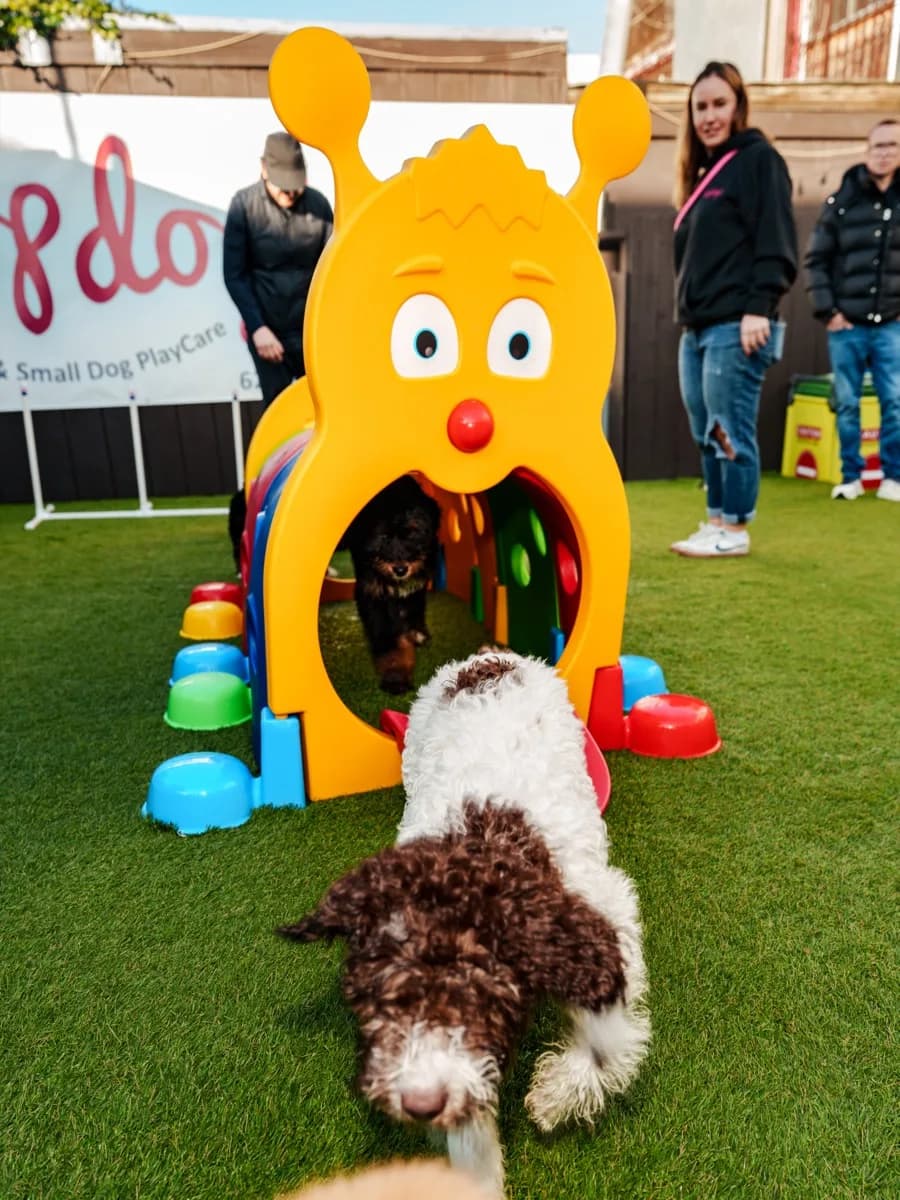 Small dog playing with toy